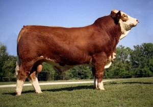 Simmental