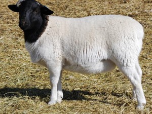 Blackheaded Persian