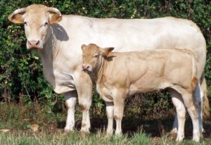 Mère Blonde d'Aquitaine et son veau