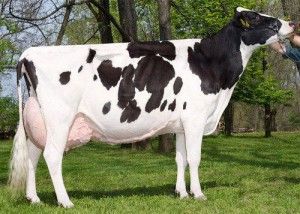 holstein-friesian