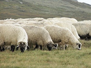 oaia-merinos-de-palas