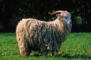 Angora Goat