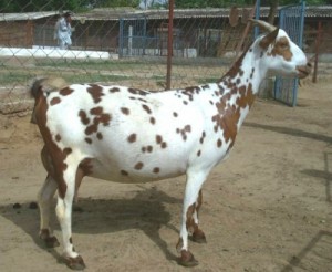 Barbari Goat