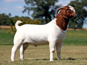 Boer Goat