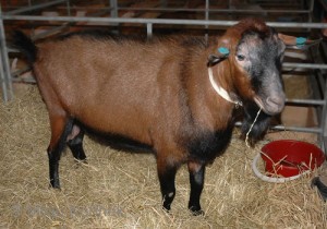 Brown Shorthair Goat