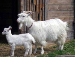 Carpathian Goat