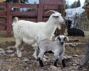 Cashmere goat