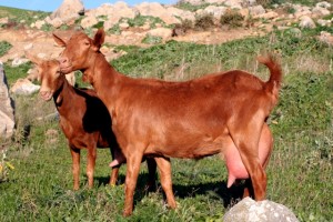 cabras2